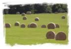 Hay.jpg (57kb)